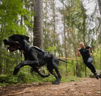 dog running